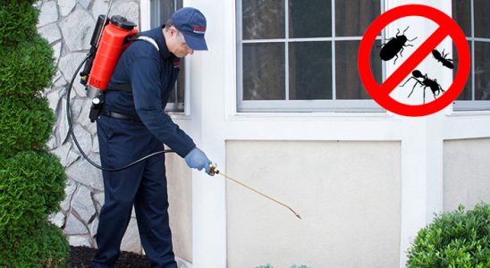 Samsun Pire İlaçlama böcek ilaçlama ve haşere kontrolü — ilaclama-tr.com